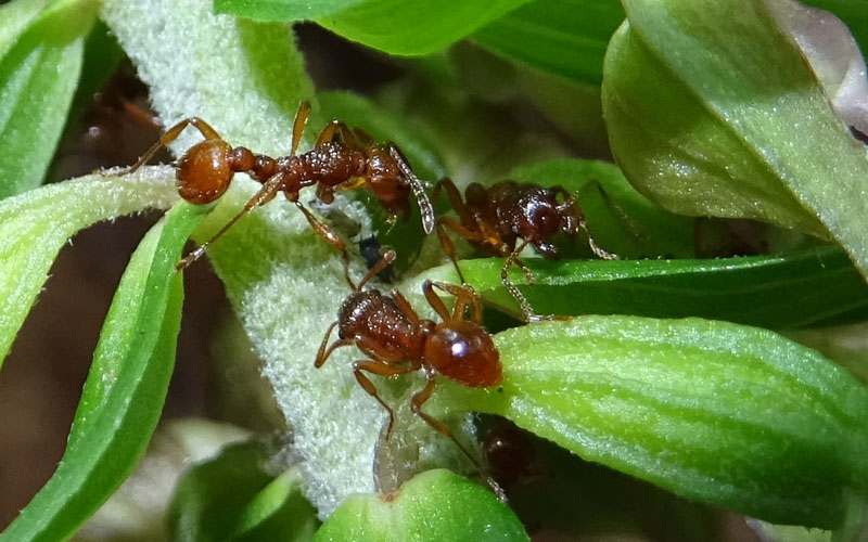 formiche rosse.....Myrmica rubra